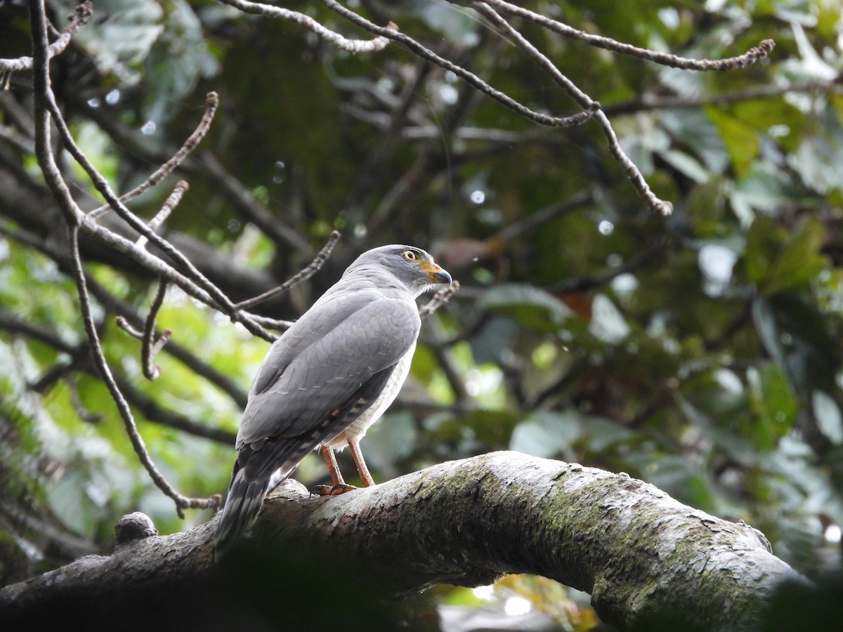 Tiny Hawk - ML641563487