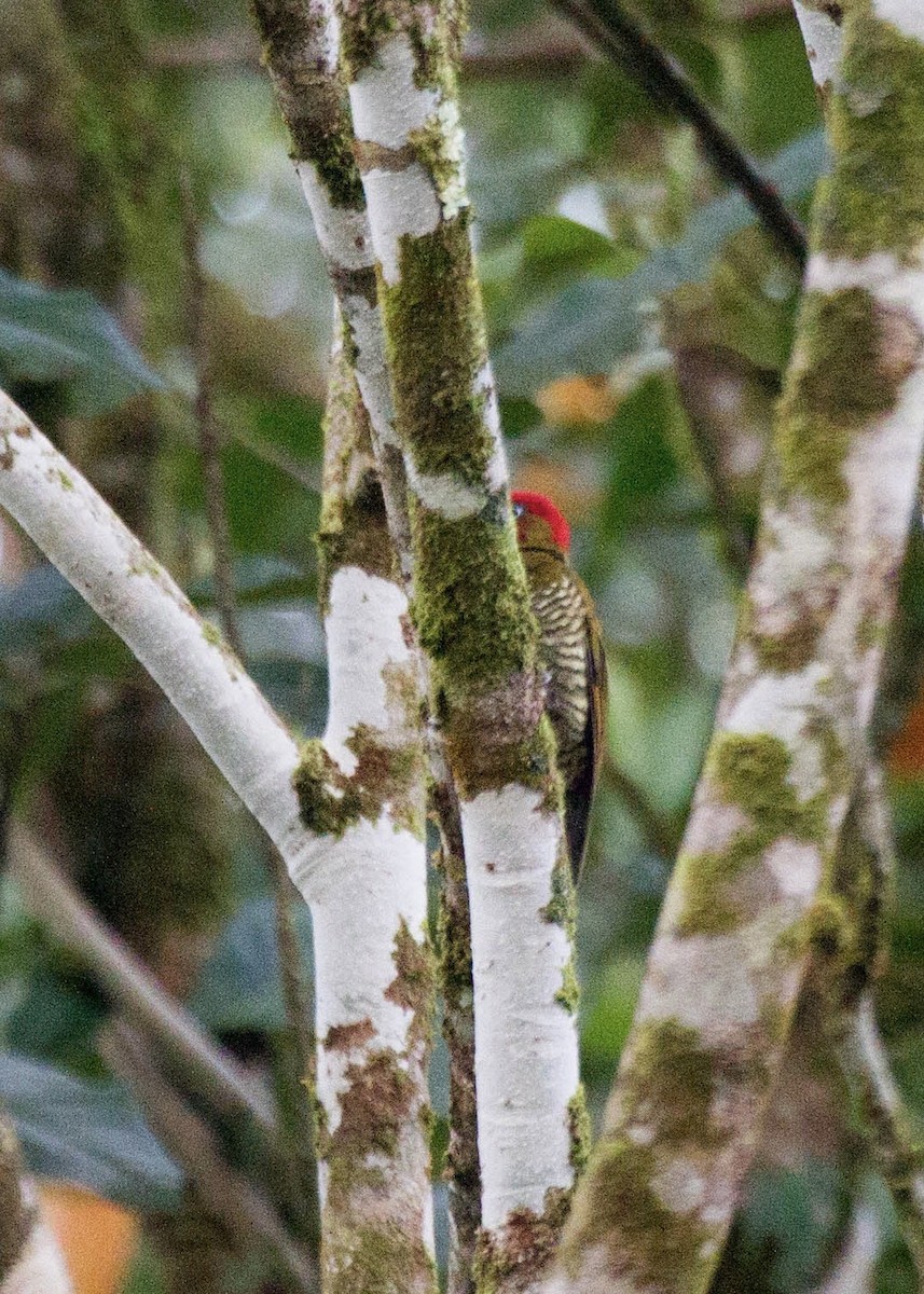 Pic à ailes rousses - ML641563498