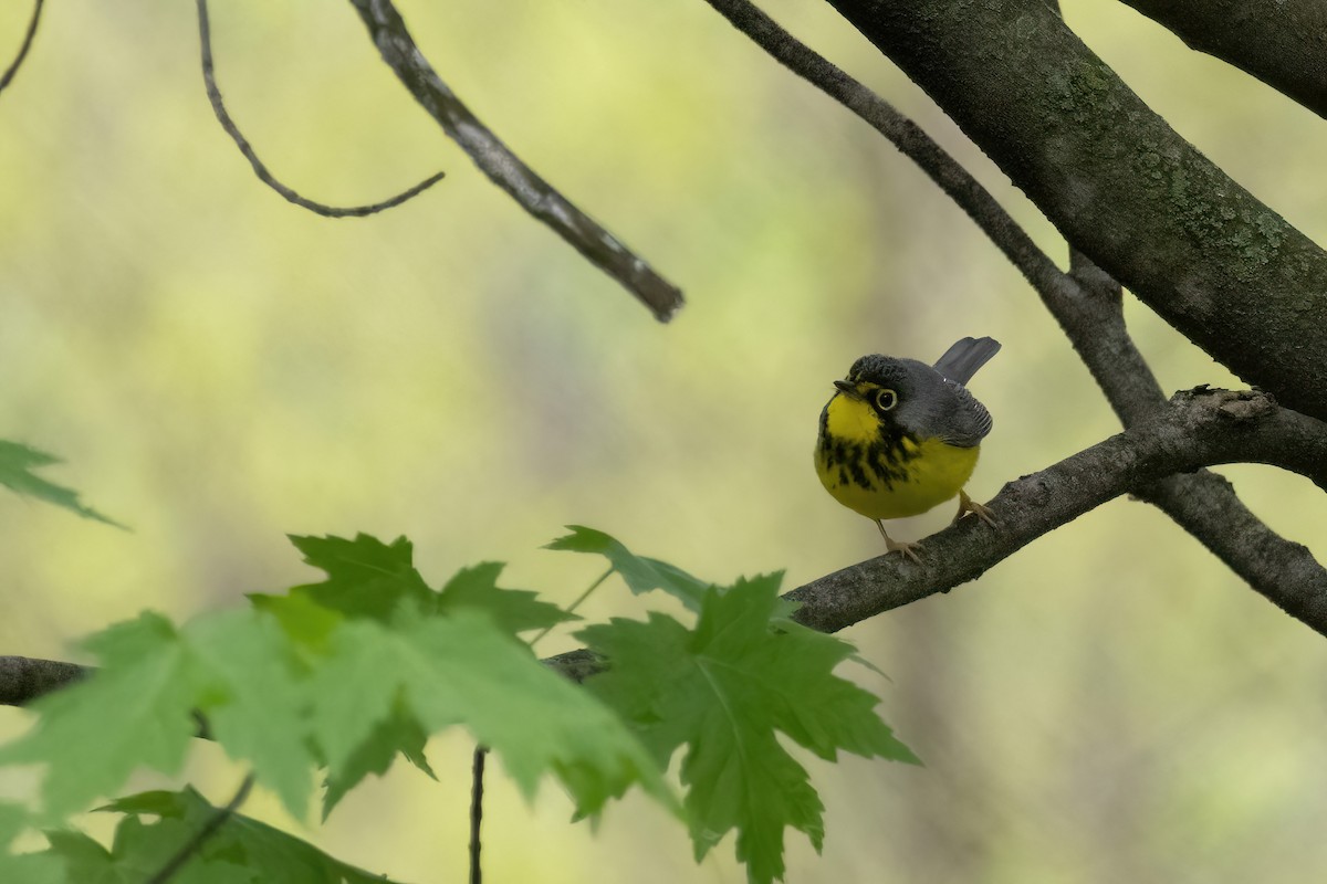 Canada Warbler - ML641563548