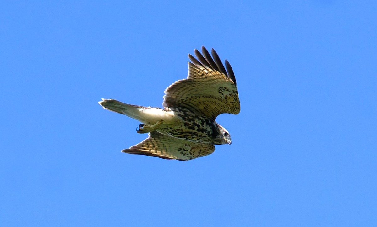 Red-shouldered Hawk - ML641563566