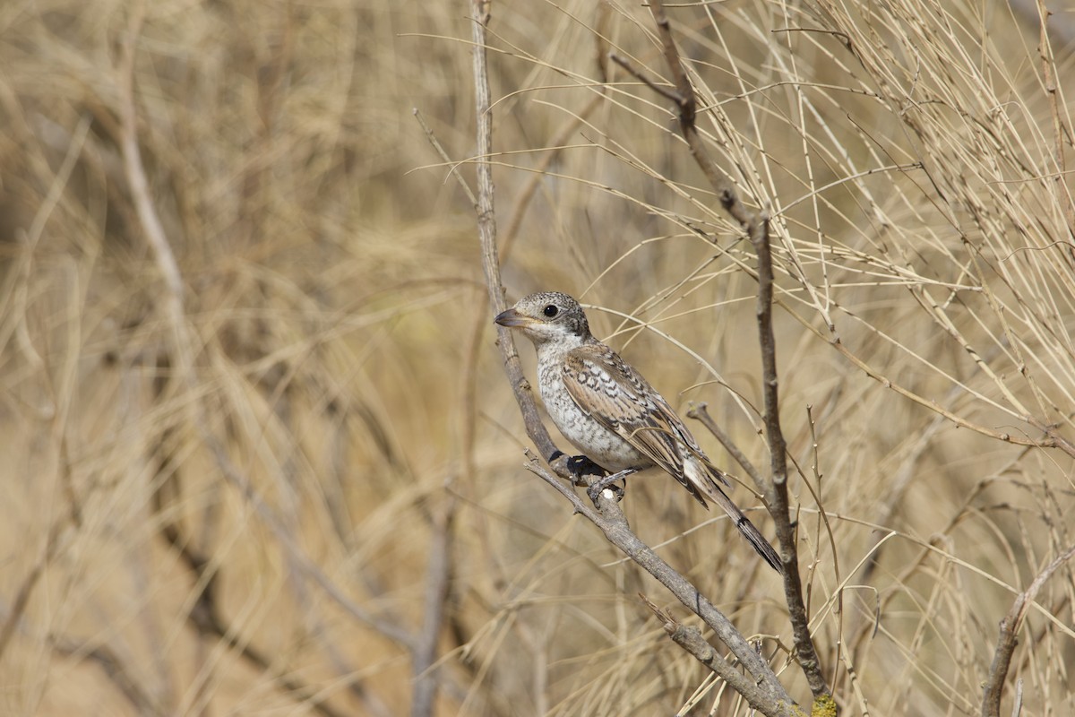 Woodchat Shrike - ML641563601