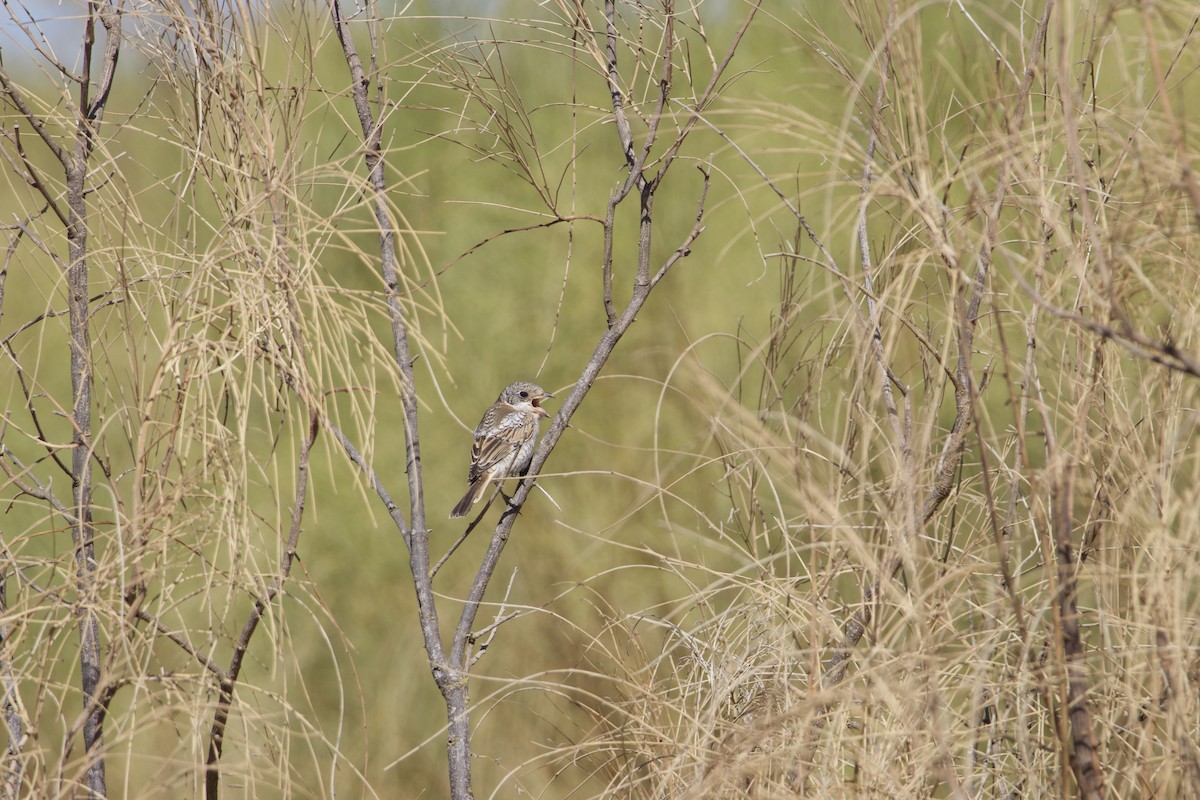 Woodchat Shrike - ML641563602