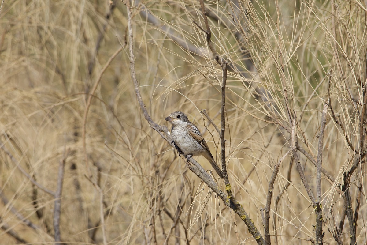 Woodchat Shrike - ML641563603