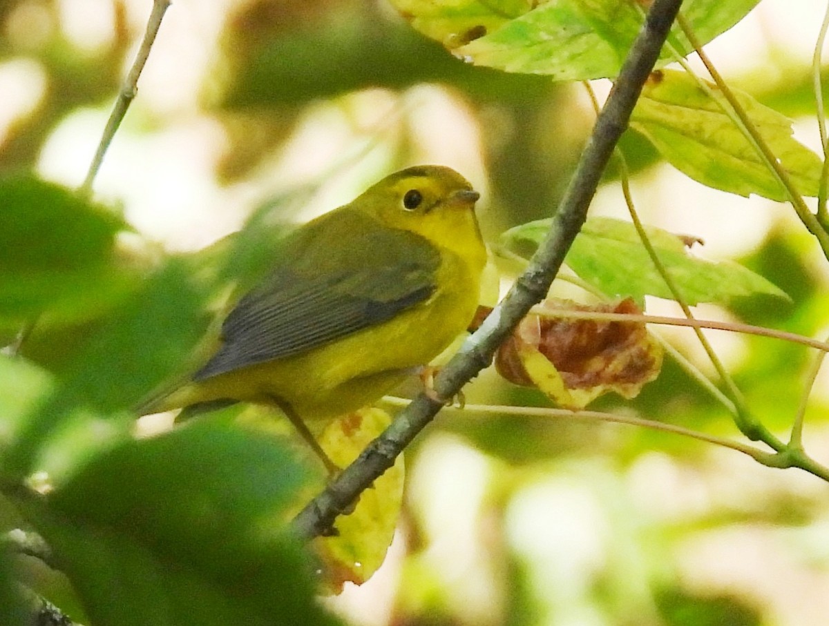 Wilson's Warbler - ML641563617