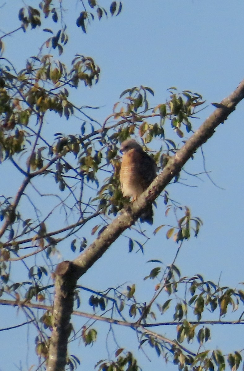 Red-shouldered Hawk - ML641563620