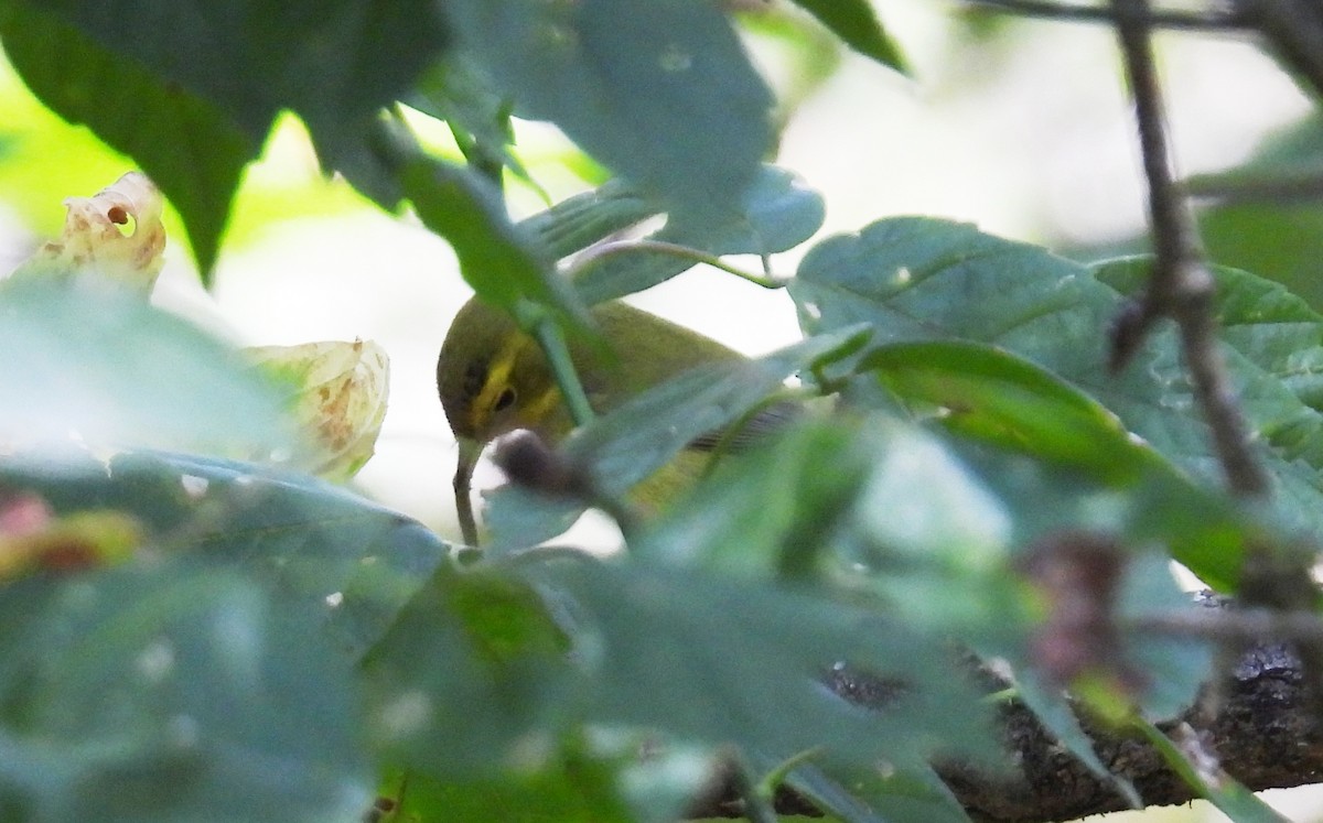 Wilson's Warbler - ML641563626