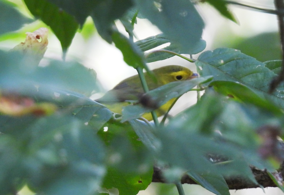 Wilson's Warbler - ML641563631