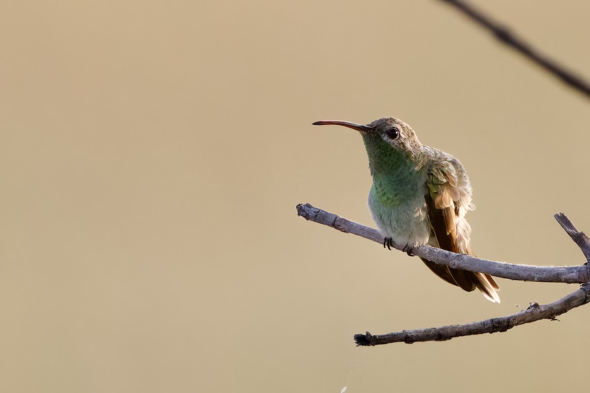 White-tailed Goldenthroat - ML641563644
