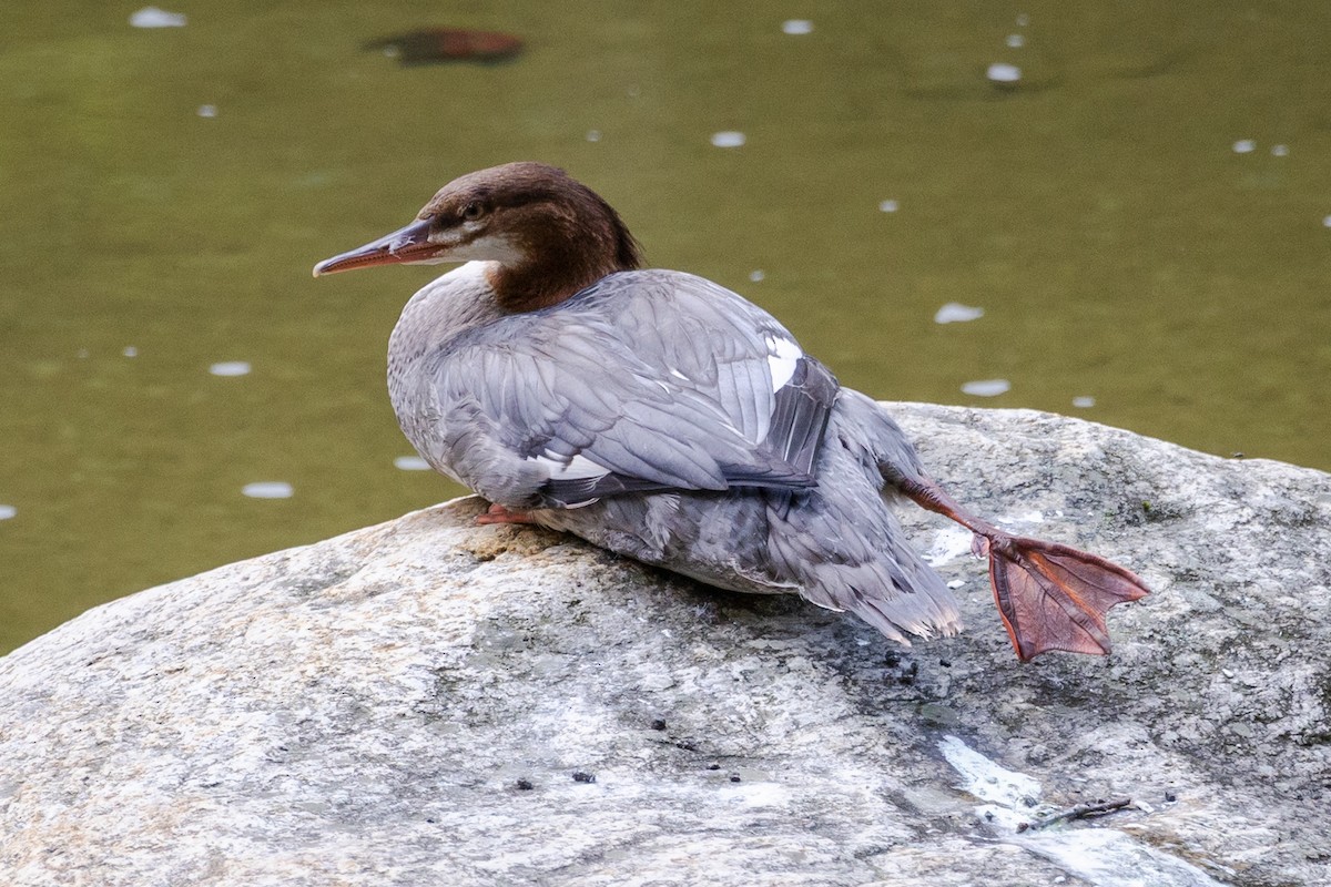 Common Merganser - ML641563665