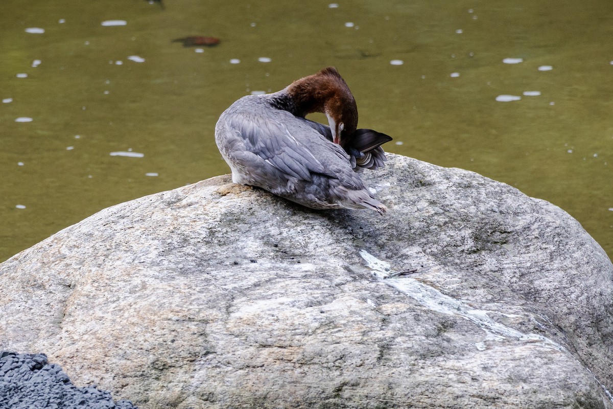 Common Merganser - ML641563666