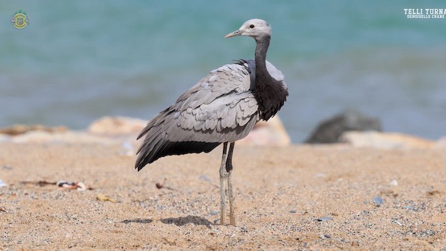 Demoiselle Crane - ML641563712