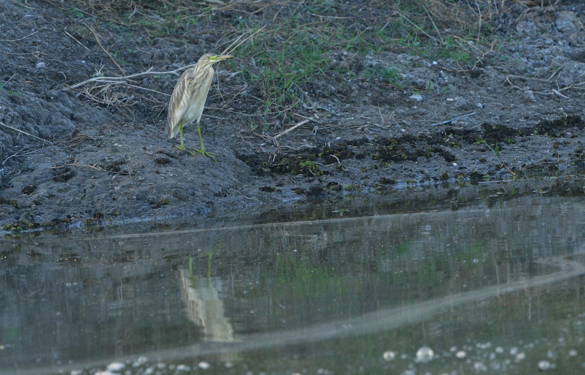 Squacco Heron - ML641563740