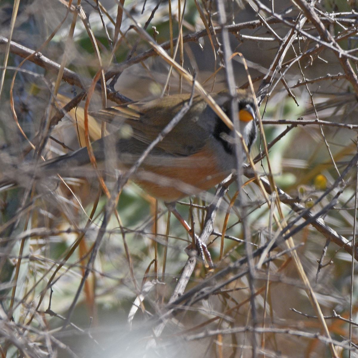 Many-colored Chaco Finch - ML641563774