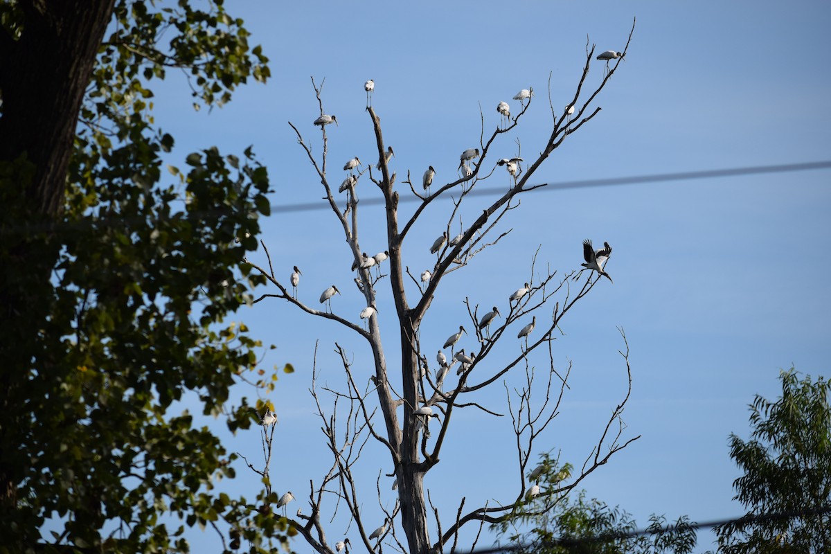 Wood Stork - ML641563852