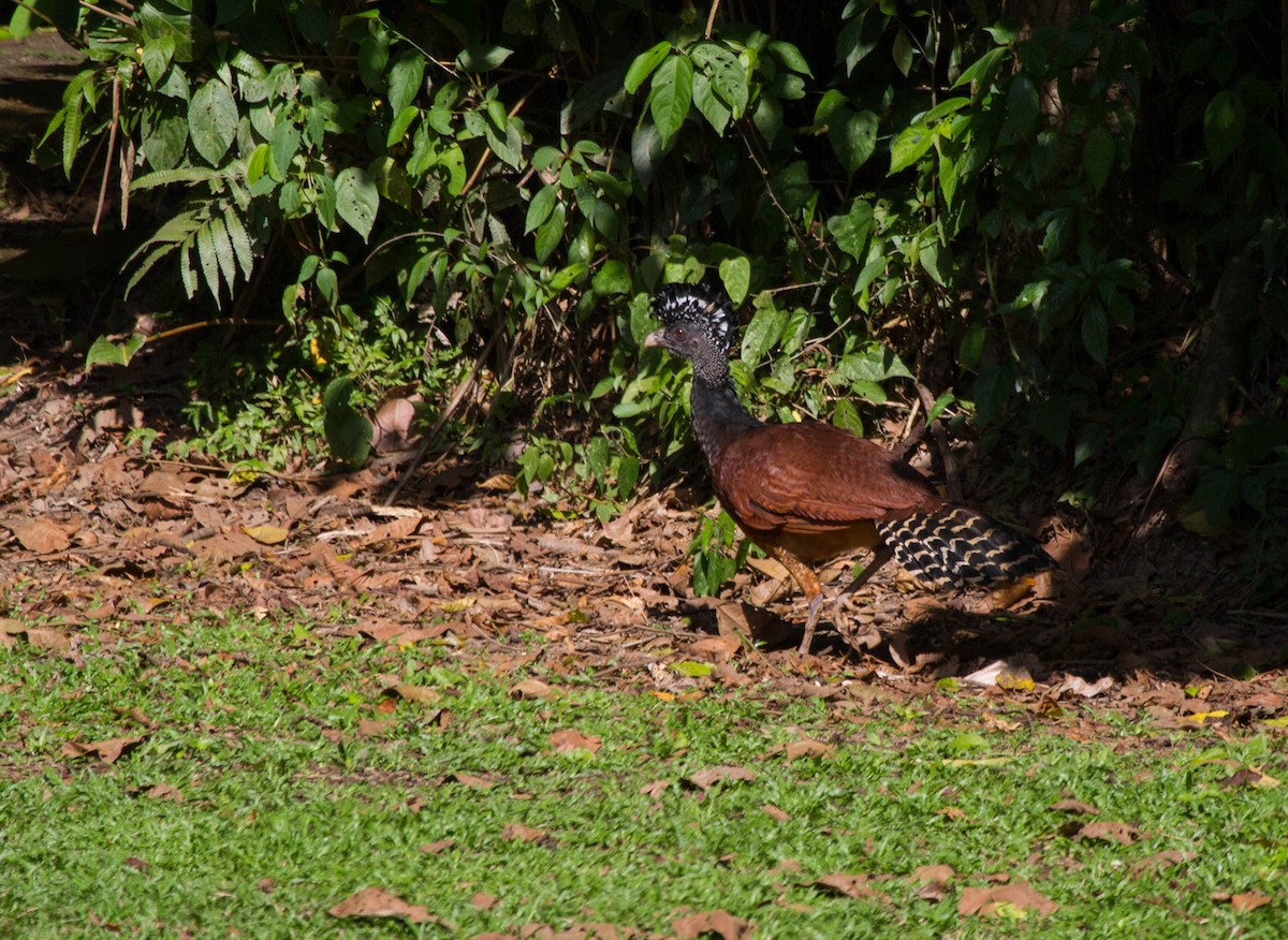 Great Curassow - ML641563892