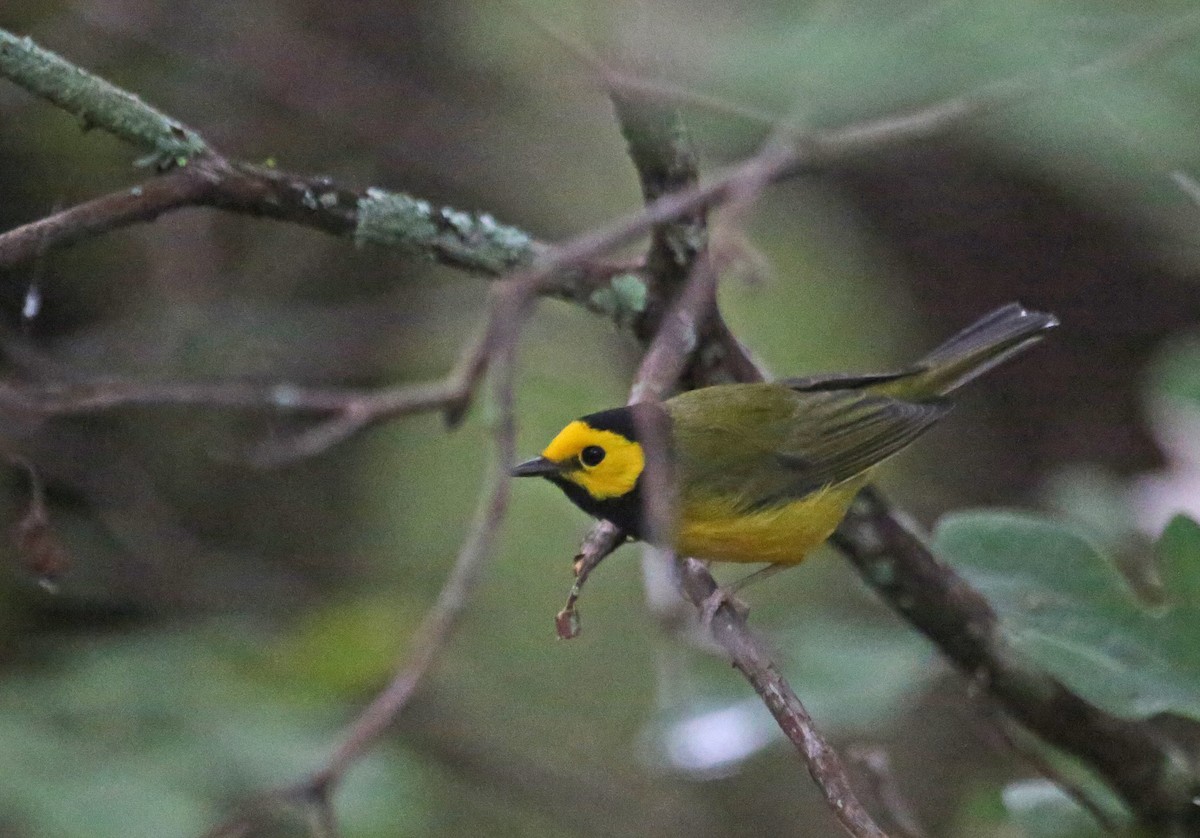 クロズキンアメリカムシクイ - ML641563899