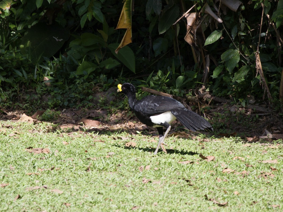 Great Curassow - ML641563922
