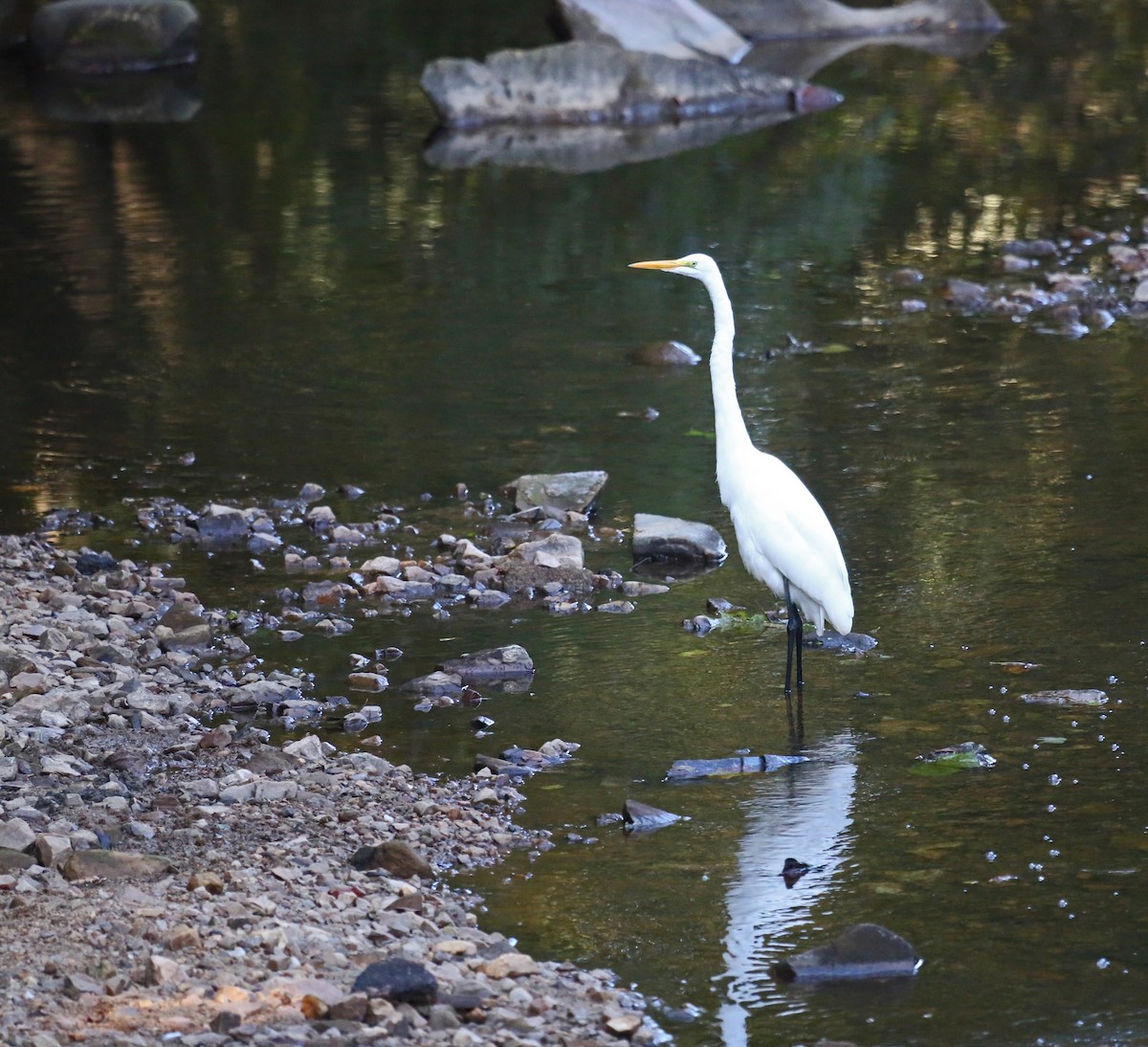 ダイサギ - ML641563935