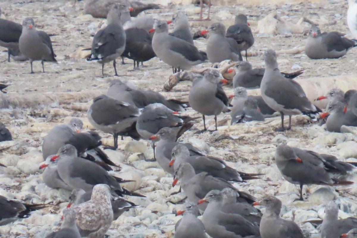 Heermann's Gull - ML641563940