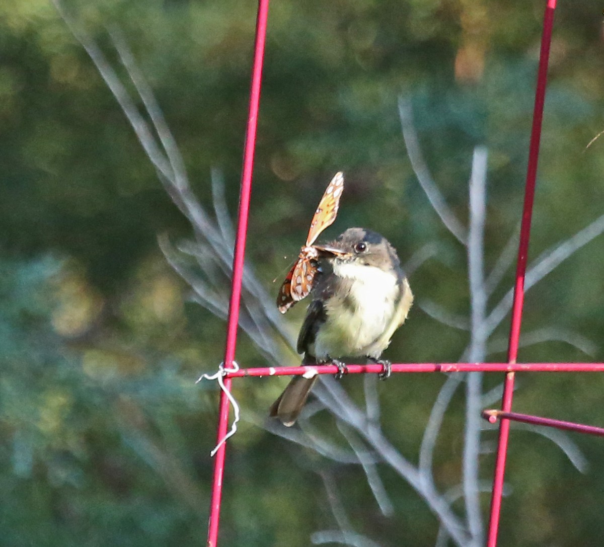 ツキヒメハエトリ - ML641563942