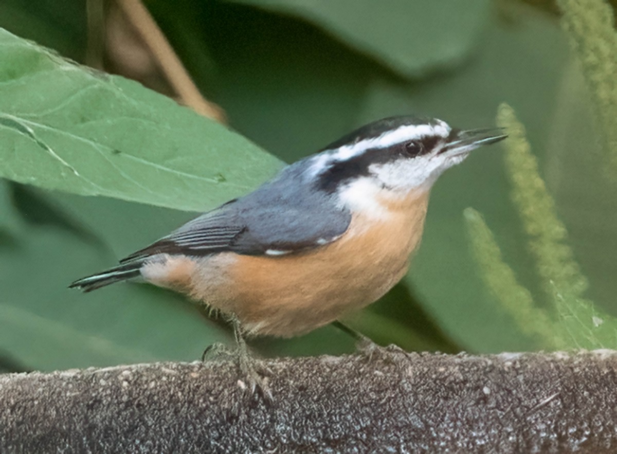Red-breasted Nuthatch - ML641563945