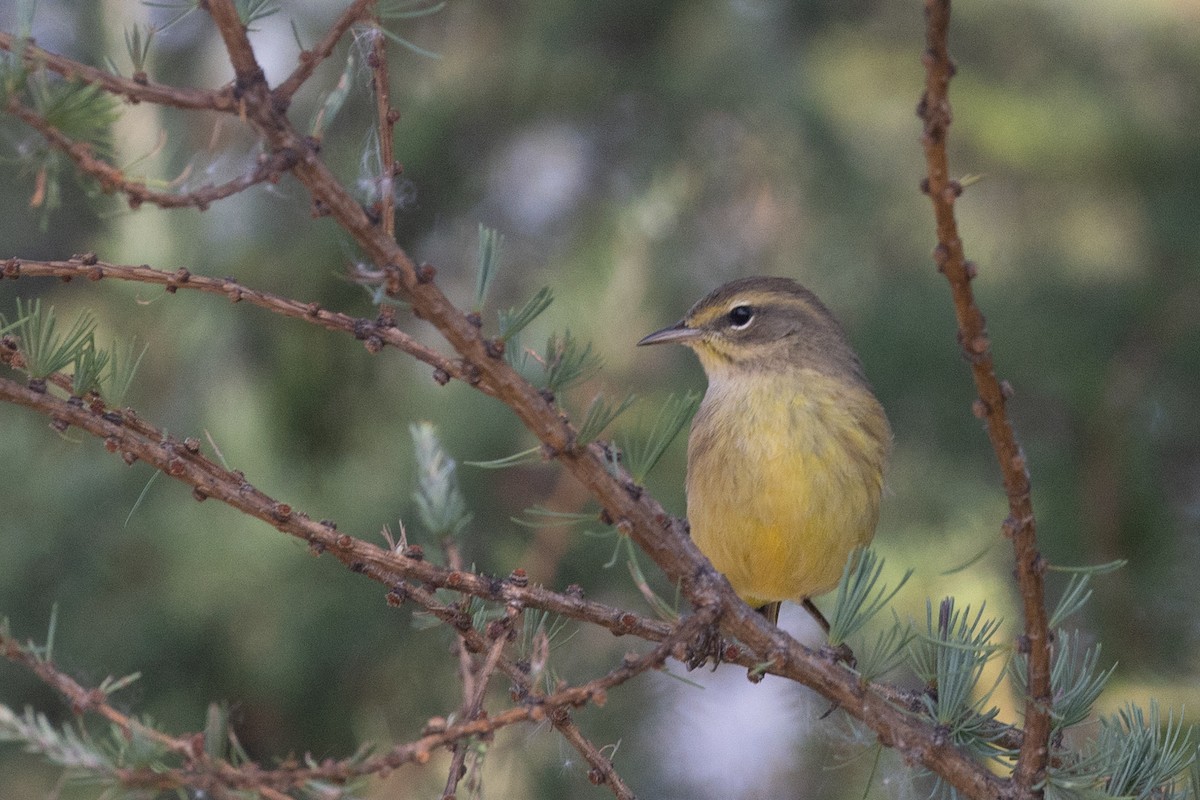 Palmenwaldsänger - ML641563948