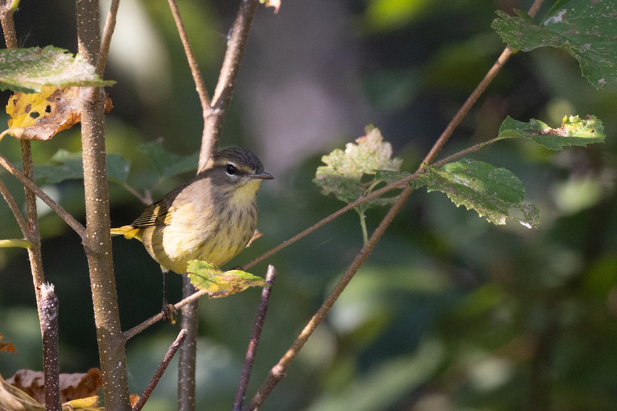 Palmenwaldsänger - ML641563959
