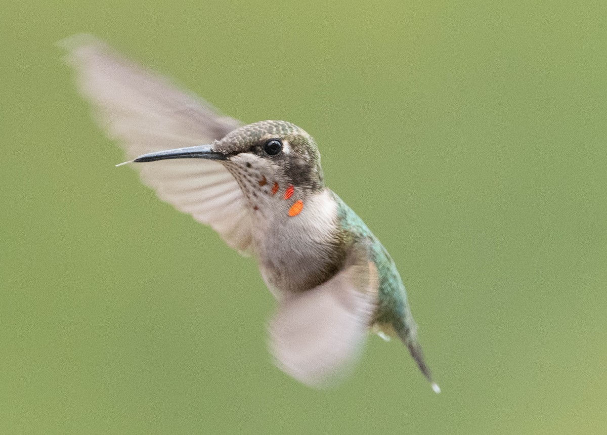 Ruby-throated Hummingbird - ML641563966