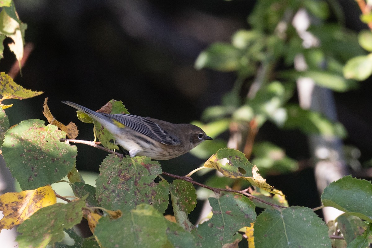 Kronenwaldsänger (coronata) - ML641563994