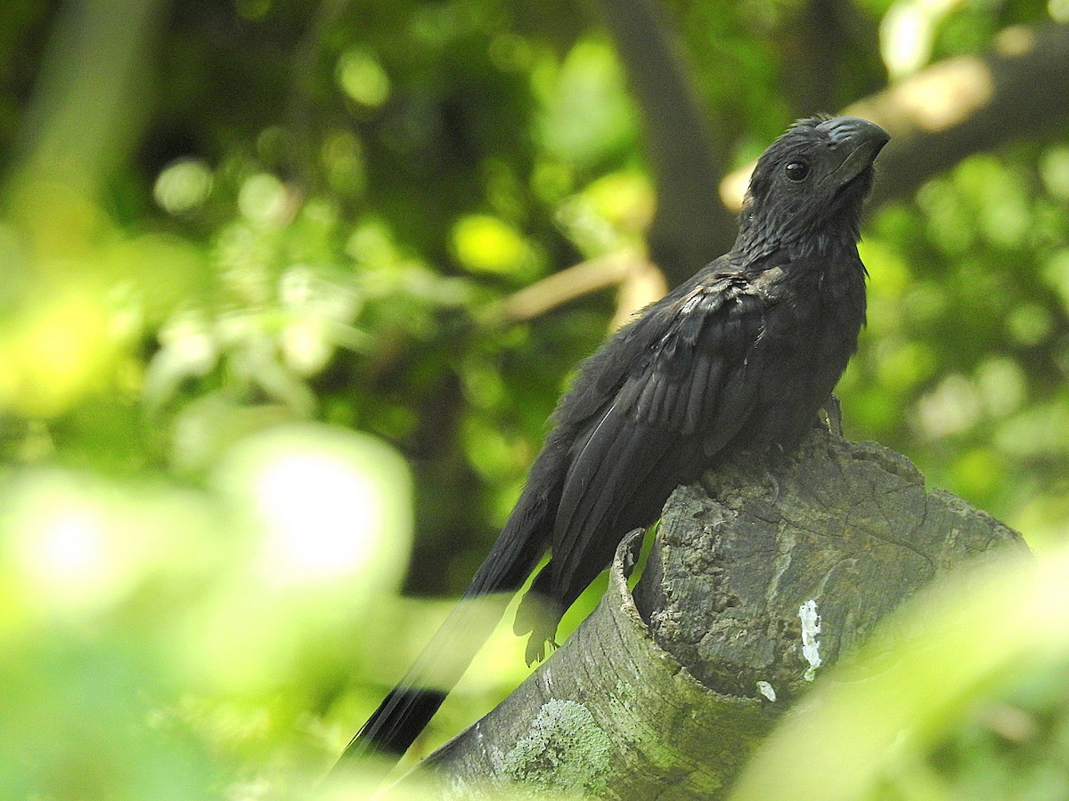 Groove-billed Ani - ML641564076