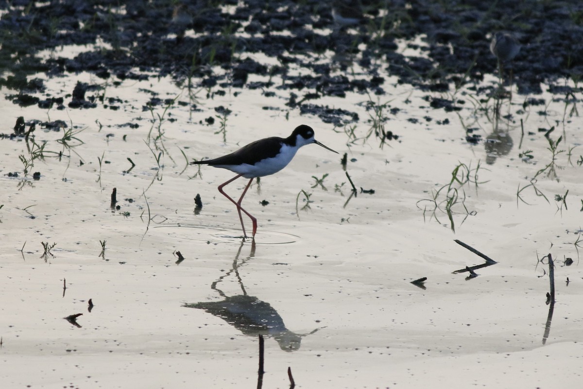 Black-necked Stilt - ML641564088