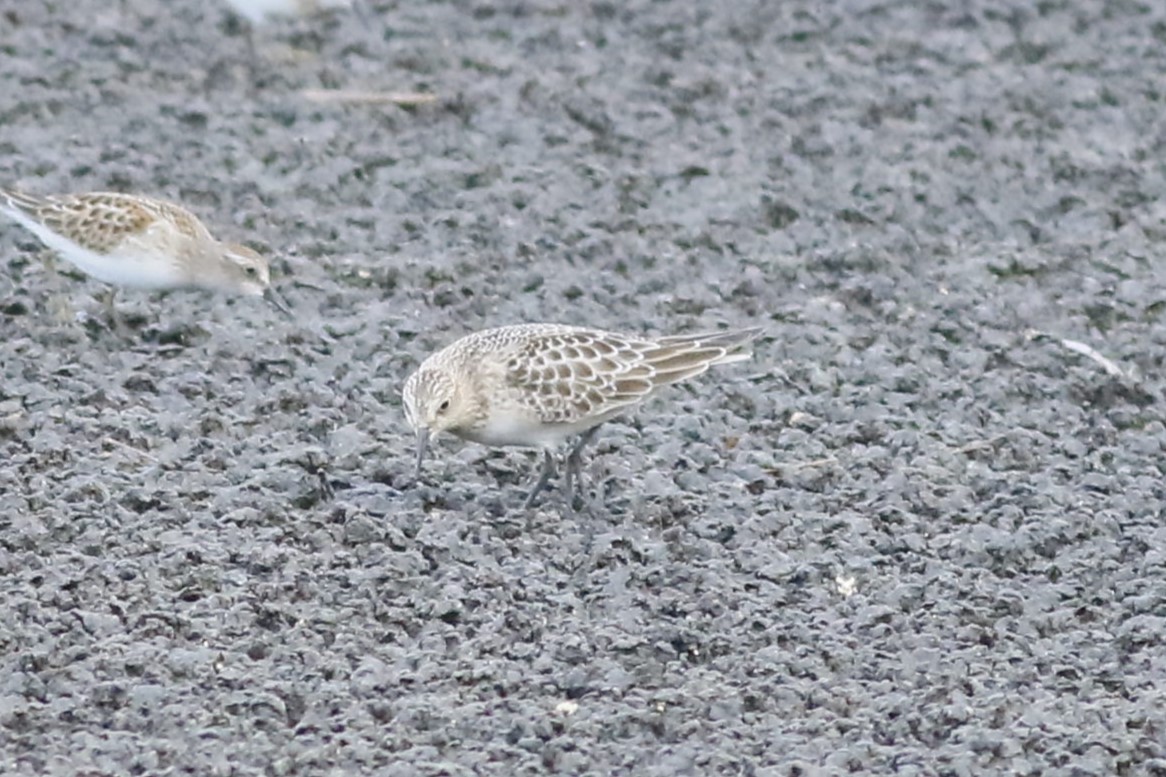 Baird's Sandpiper - ML641564105