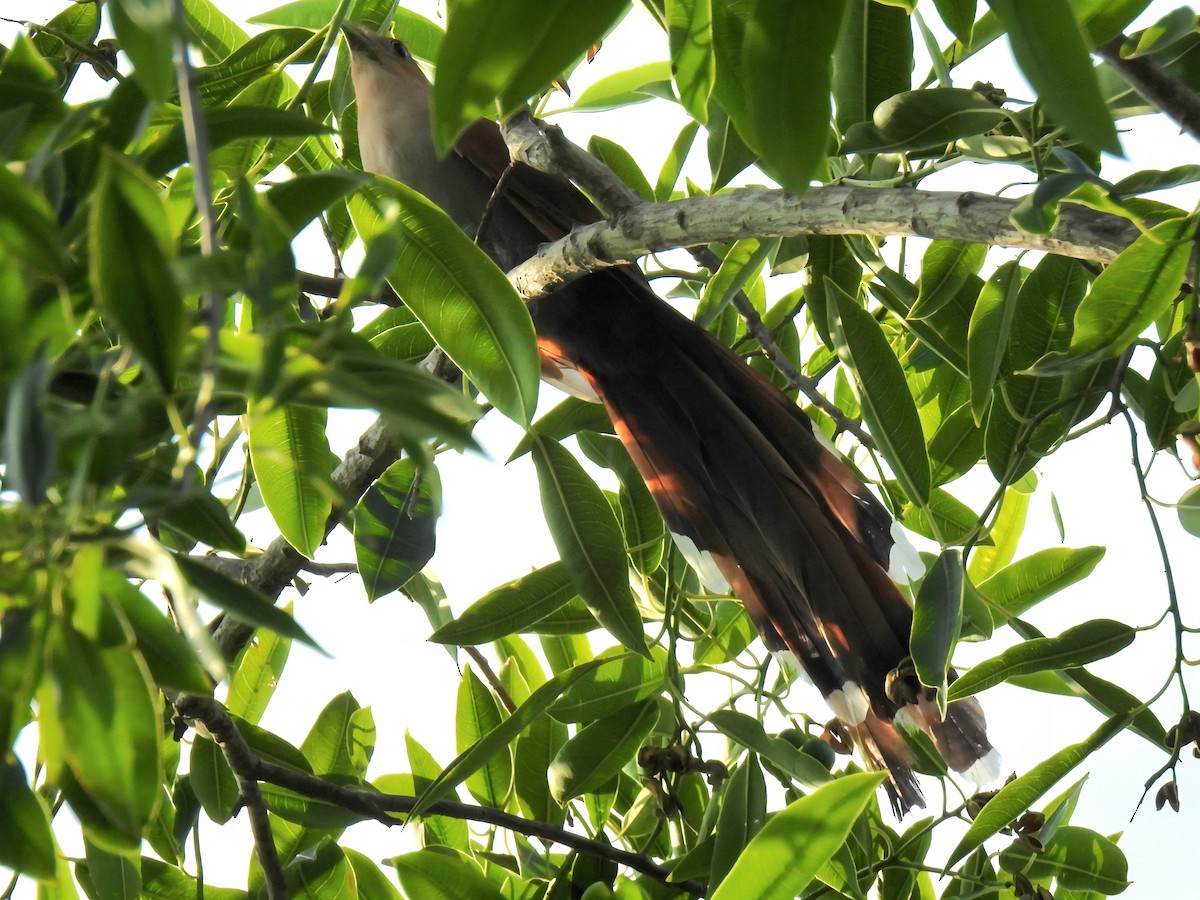 Squirrel Cuckoo - ML641564115