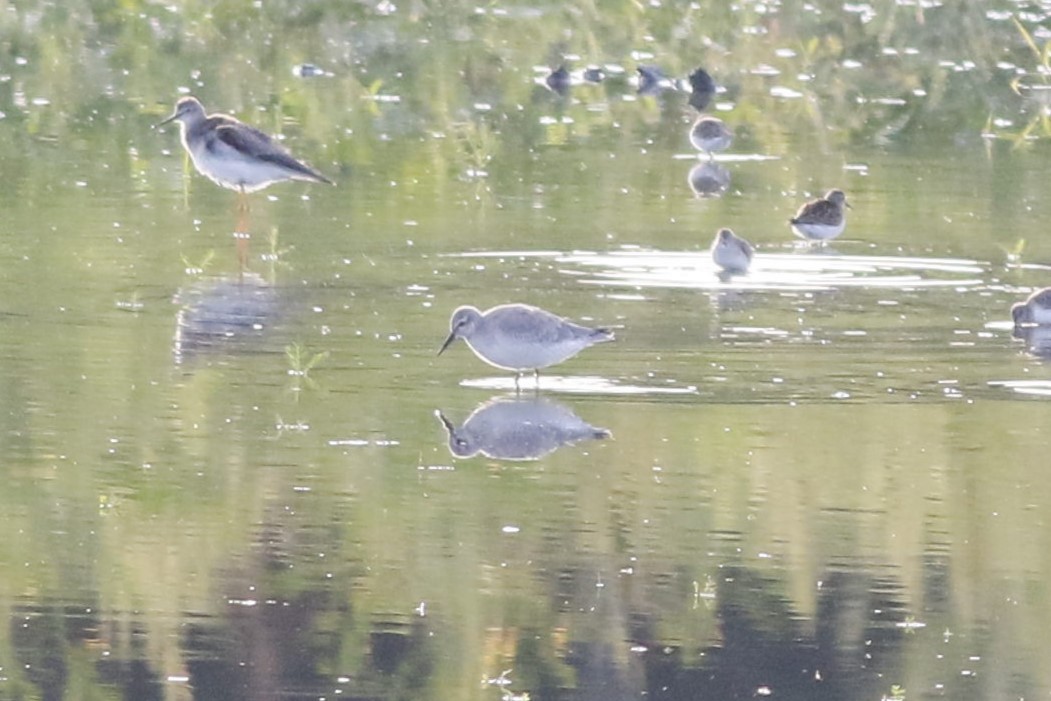 Red Knot - ML641564116