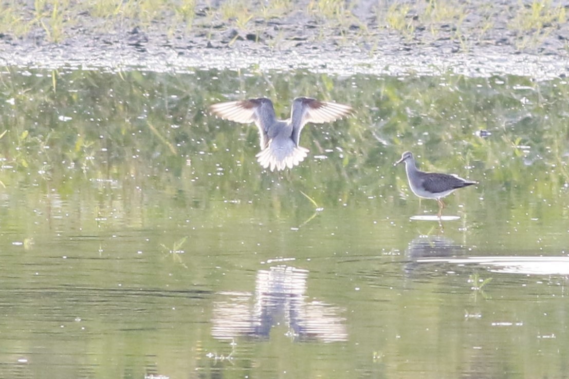 Red Knot - ML641564117
