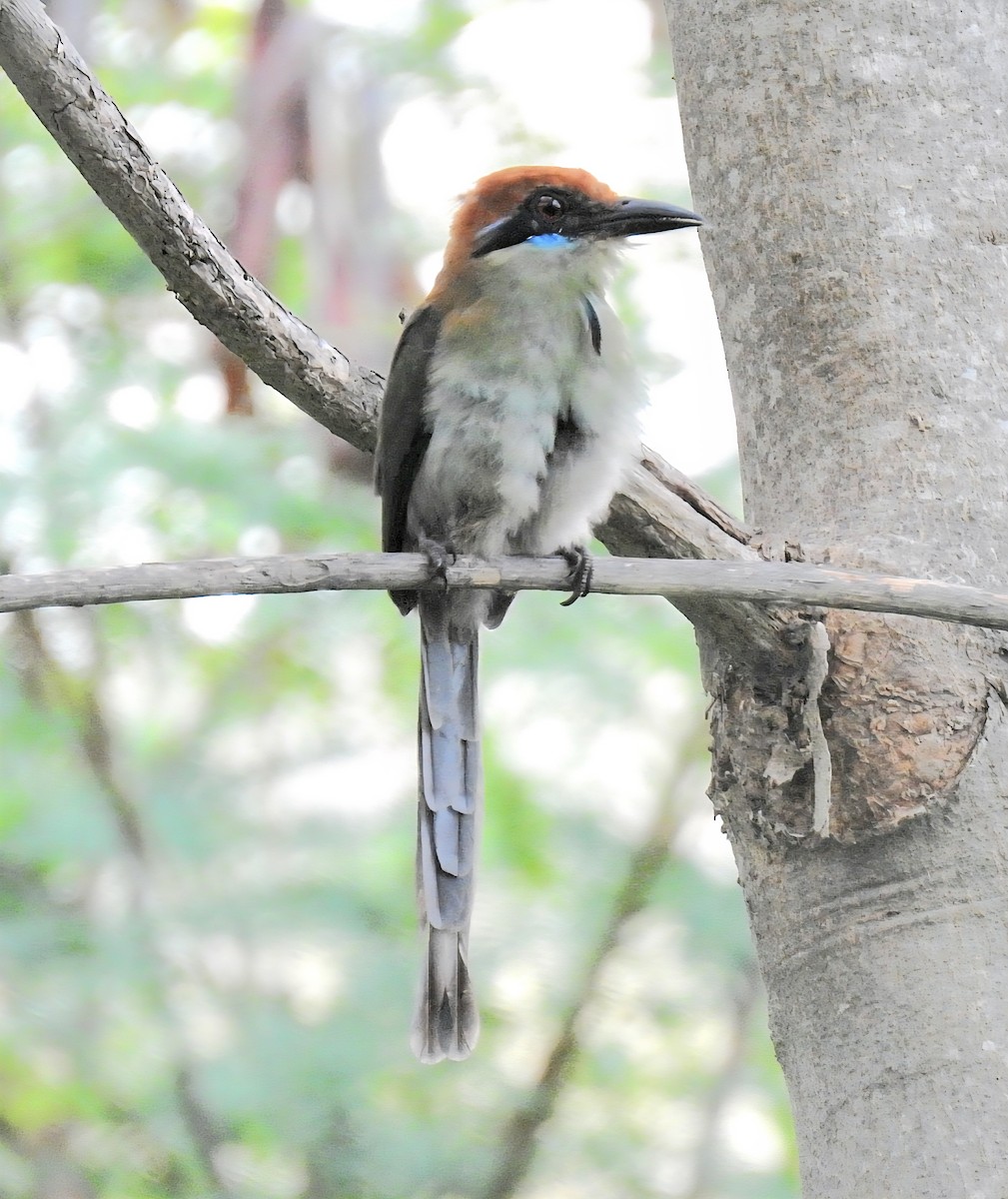 Russet-crowned Motmot - ML641564135