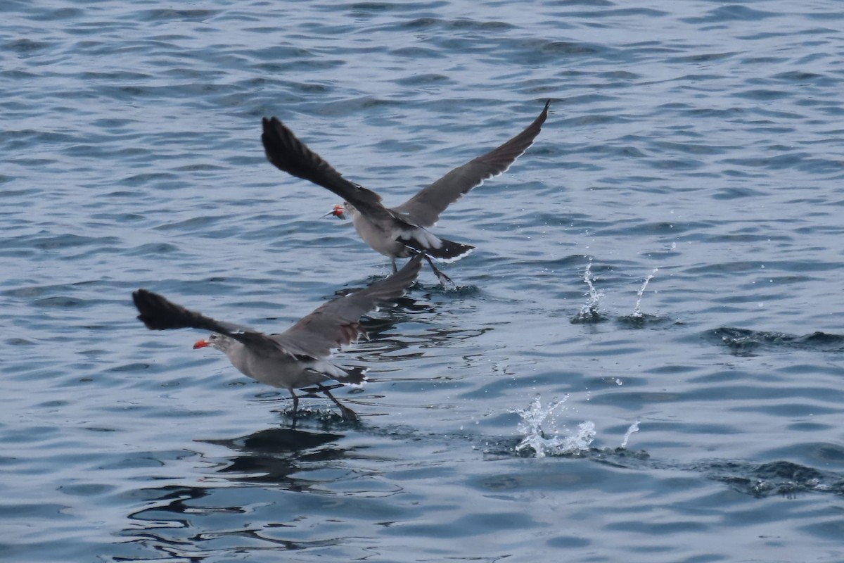 Heermann's Gull - ML641564187