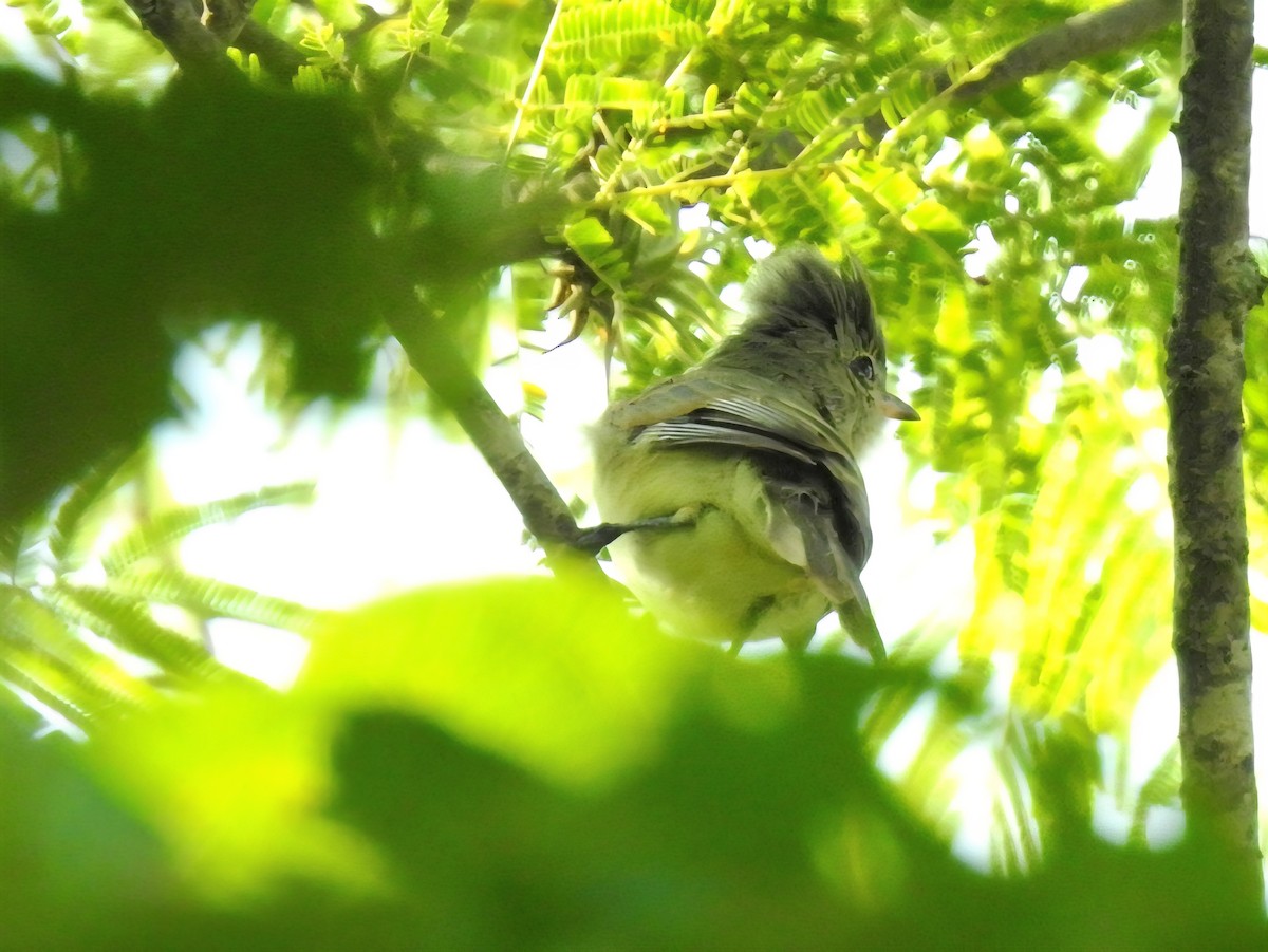 Northern Beardless-Tyrannulet - ML641564212