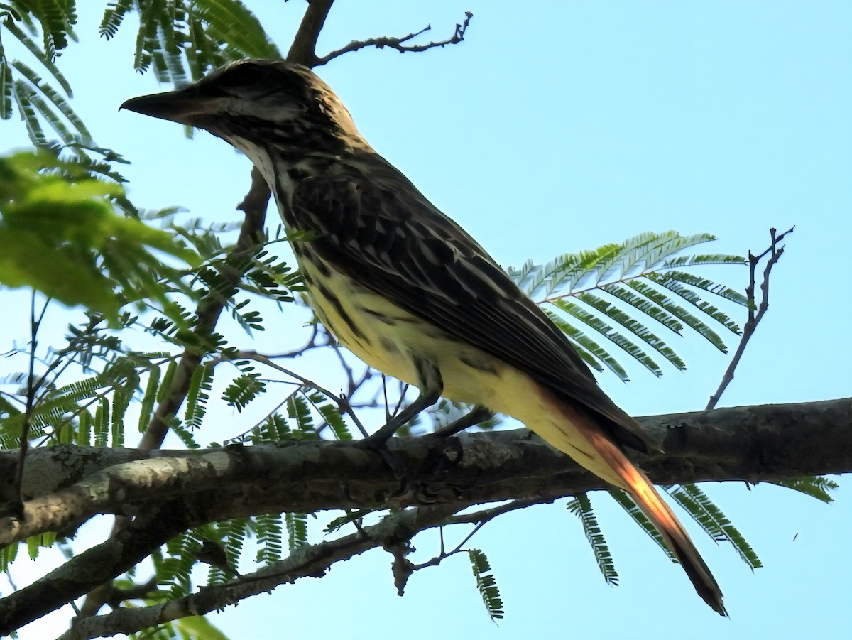 Sulphur-bellied Flycatcher - ML641564231