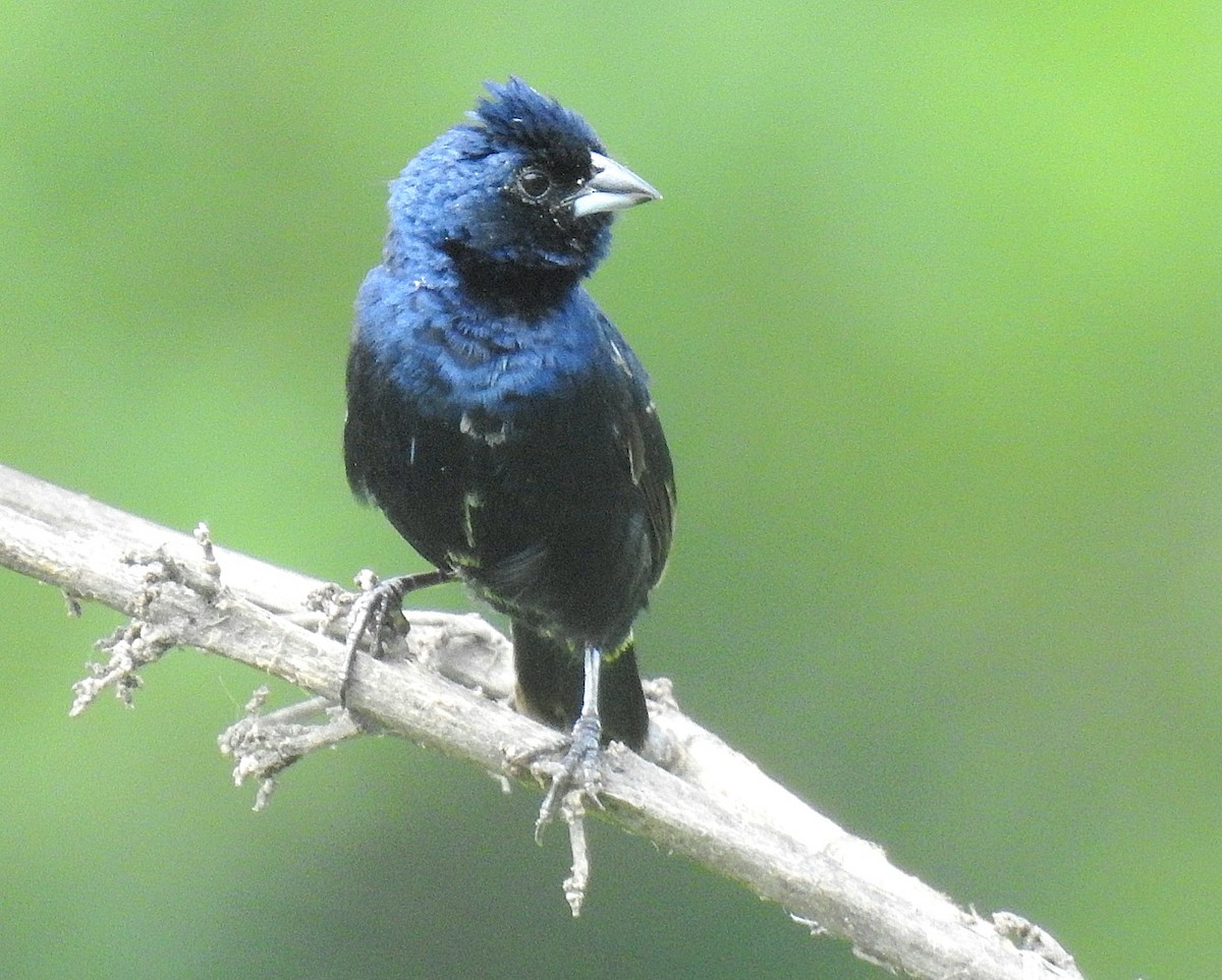 Blue-black Grassquit - ML641564268