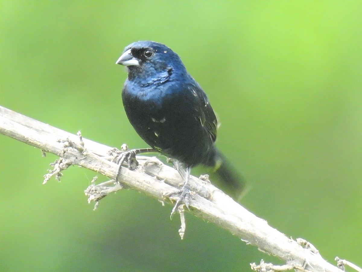 Blue-black Grassquit - ML641564269