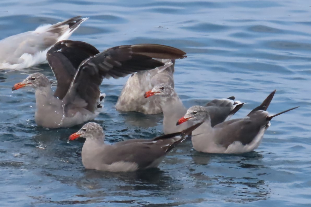 Heermann's Gull - ML641564280