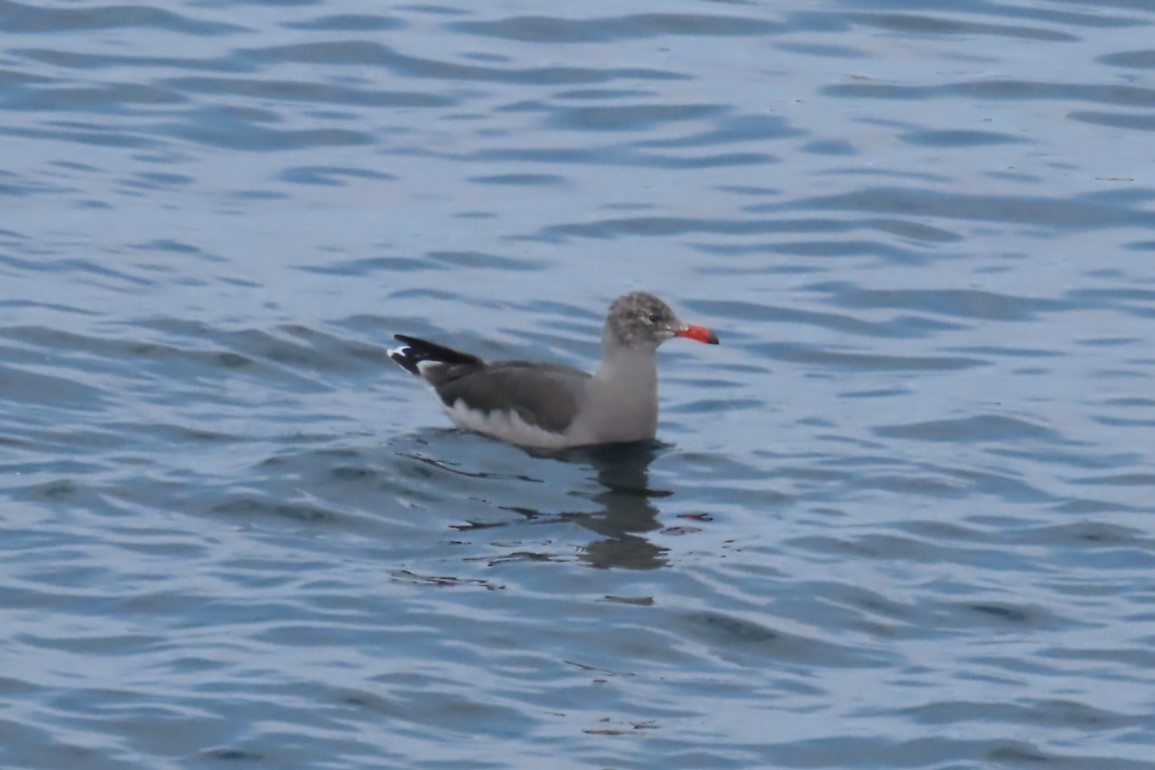 Heermann's Gull - ML641564281