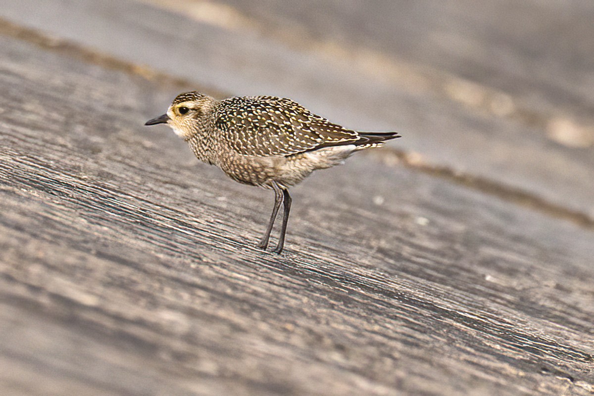 American Golden-Plover - ML641564431