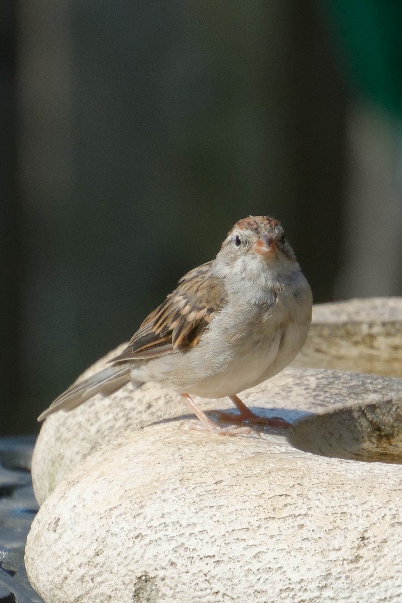 Chipping Sparrow - ML641564485