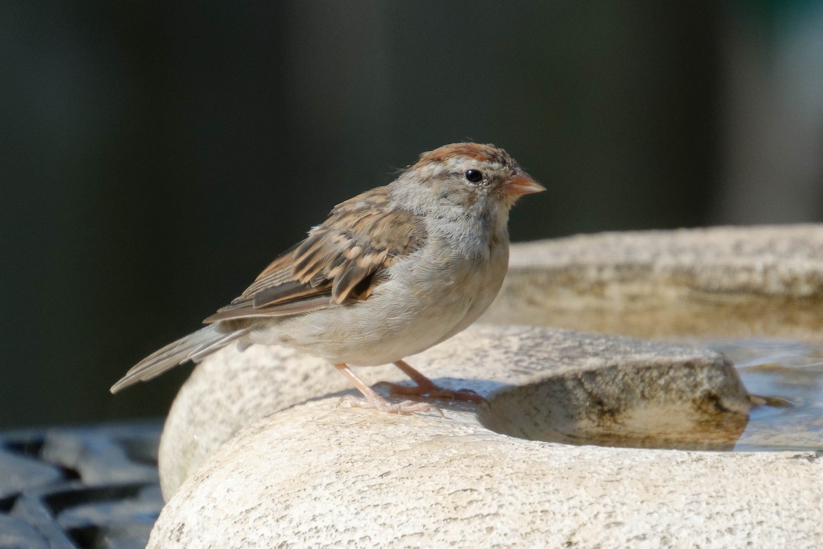 Chipping Sparrow - ML641564486