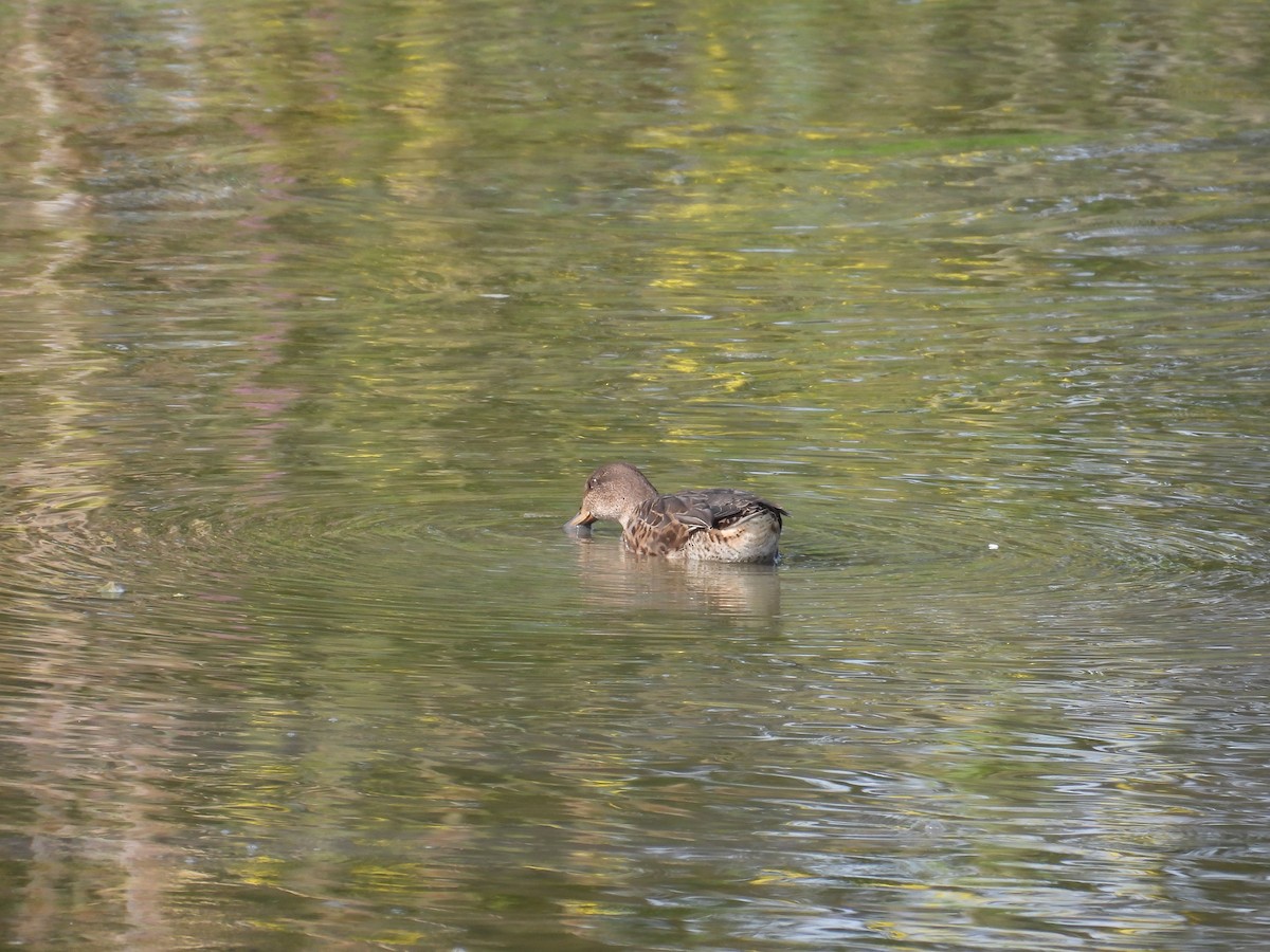 čírka obecná (ssp. crecca) - ML641564491