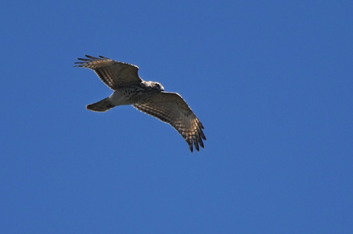 Red-shouldered Hawk - ML641564495