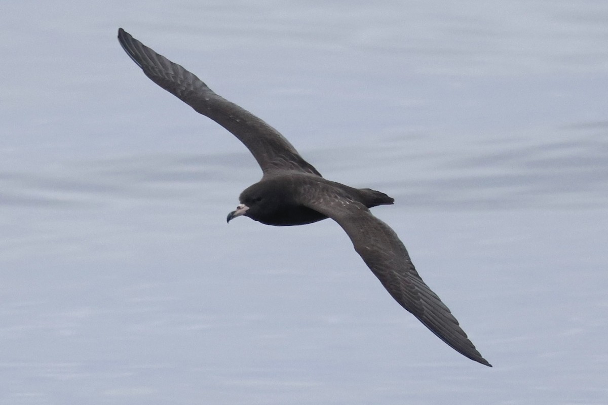 Flesh-footed Shearwater - ML641564499