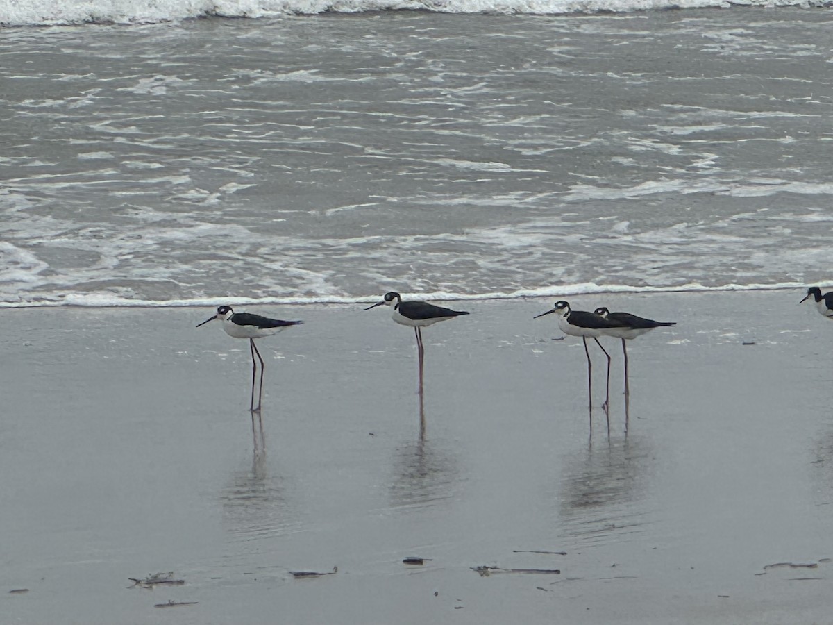 Black-necked Stilt - ML641564531